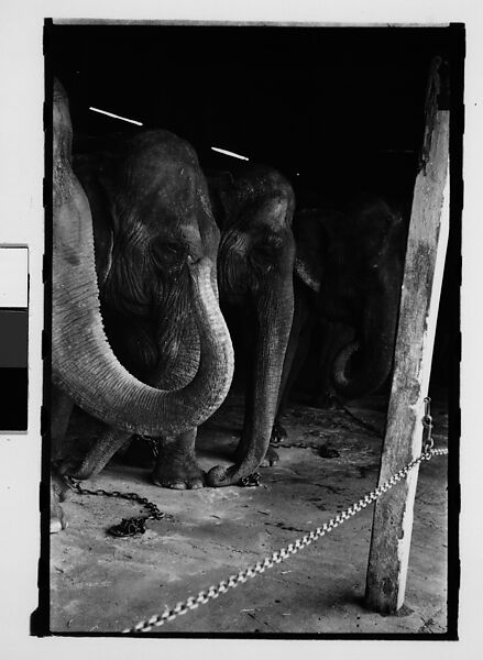 [Thirty-One 35mm Film Frames on Uncut Roll: 4 Views of Circus Storehouse Interior and 24 Studies of Elephants in Ringling Brothers Circus Winter Quarters, Sarasota, Florida, and 3 Test Frames], Walker Evans (American, St. Louis, Missouri 1903–1975 New Haven, Connecticut), Film negative