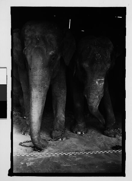 [Thirty-One 35mm Film Frames on Uncut Roll: 4 Views of Circus Storehouse Interior and 24 Studies of Elephants in Ringling Brothers Circus Winter Quarters, Sarasota, Florida, and 3 Test Frames], Walker Evans (American, St. Louis, Missouri 1903–1975 New Haven, Connecticut), Film negative