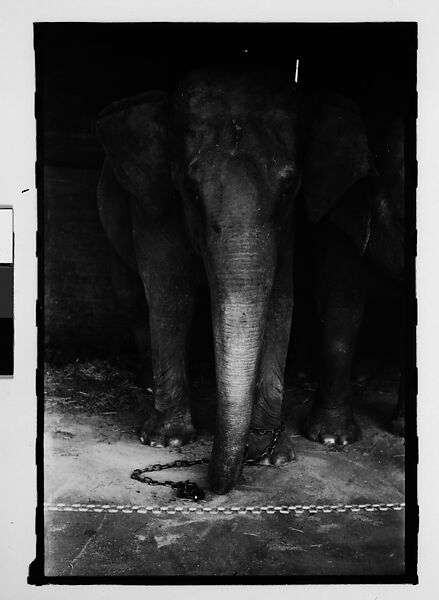 [Thirty-One 35mm Film Frames on Uncut Roll: 4 Views of Circus Storehouse Interior and 24 Studies of Elephants in Ringling Brothers Circus Winter Quarters, Sarasota, Florida, and 3 Test Frames], Walker Evans (American, St. Louis, Missouri 1903–1975 New Haven, Connecticut), Film negative