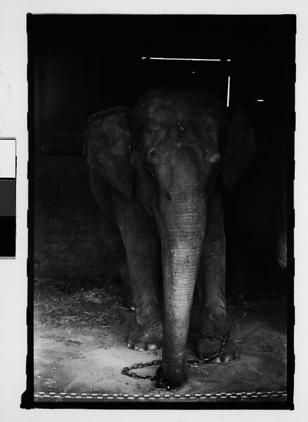 [Thirty-One 35mm Film Frames on Uncut Roll: 4 Views of Circus Storehouse Interior and 24 Studies of Elephants in Ringling Brothers Circus Winter Quarters, Sarasota, Florida, and 3 Test Frames], Walker Evans (American, St. Louis, Missouri 1903–1975 New Haven, Connecticut), Film negative