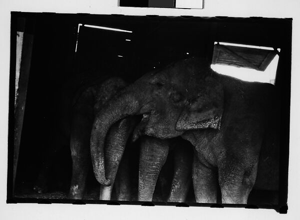[Thirty-One 35mm Film Frames on Uncut Roll: 4 Views of Circus Storehouse Interior and 24 Studies of Elephants in Ringling Brothers Circus Winter Quarters, Sarasota, Florida, and 3 Test Frames], Walker Evans (American, St. Louis, Missouri 1903–1975 New Haven, Connecticut), Film negative