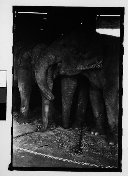 [Thirty-One 35mm Film Frames on Uncut Roll: 4 Views of Circus Storehouse Interior and 24 Studies of Elephants in Ringling Brothers Circus Winter Quarters, Sarasota, Florida, and 3 Test Frames], Walker Evans (American, St. Louis, Missouri 1903–1975 New Haven, Connecticut), Film negative