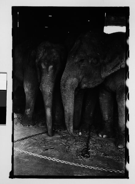 [Thirty-One 35mm Film Frames on Uncut Roll: 4 Views of Circus Storehouse Interior and 24 Studies of Elephants in Ringling Brothers Circus Winter Quarters, Sarasota, Florida, and 3 Test Frames], Walker Evans (American, St. Louis, Missouri 1903–1975 New Haven, Connecticut), Film negative