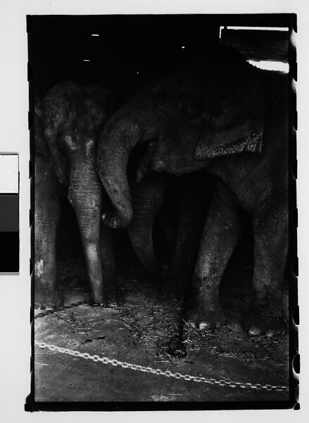[Thirty-One 35mm Film Frames on Uncut Roll: 4 Views of Circus Storehouse Interior and 24 Studies of Elephants in Ringling Brothers Circus Winter Quarters, Sarasota, Florida, and 3 Test Frames], Walker Evans (American, St. Louis, Missouri 1903–1975 New Haven, Connecticut), Film negative