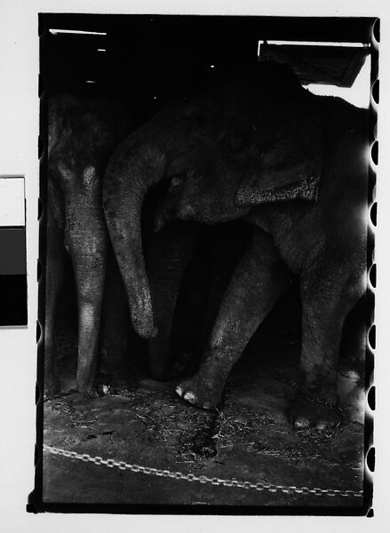 [Thirty-One 35mm Film Frames on Uncut Roll: 4 Views of Circus Storehouse Interior and 24 Studies of Elephants in Ringling Brothers Circus Winter Quarters, Sarasota, Florida, and 3 Test Frames], Walker Evans (American, St. Louis, Missouri 1903–1975 New Haven, Connecticut), Film negative