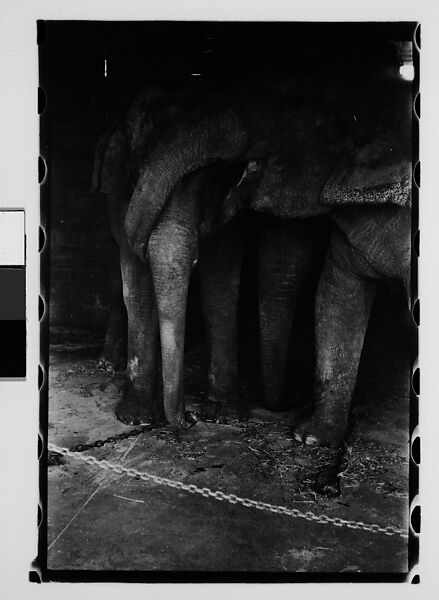 [Thirty-One 35mm Film Frames on Uncut Roll: 4 Views of Circus Storehouse Interior and 24 Studies of Elephants in Ringling Brothers Circus Winter Quarters, Sarasota, Florida, and 3 Test Frames], Walker Evans (American, St. Louis, Missouri 1903–1975 New Haven, Connecticut), Film negative