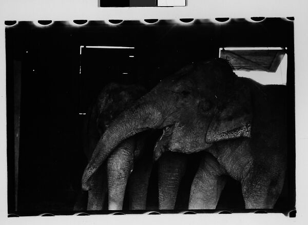 [Thirty-One 35mm Film Frames on Uncut Roll: 4 Views of Circus Storehouse Interior and 24 Studies of Elephants in Ringling Brothers Circus Winter Quarters, Sarasota, Florida, and 3 Test Frames], Walker Evans (American, St. Louis, Missouri 1903–1975 New Haven, Connecticut), Film negative
