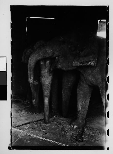 [Thirty-One 35mm Film Frames on Uncut Roll: 4 Views of Circus Storehouse Interior and 24 Studies of Elephants in Ringling Brothers Circus Winter Quarters, Sarasota, Florida, and 3 Test Frames], Walker Evans (American, St. Louis, Missouri 1903–1975 New Haven, Connecticut), Film negative