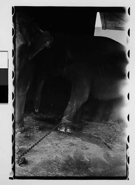 [Thirty-One 35mm Film Frames on Uncut Roll: 4 Views of Circus Storehouse Interior and 24 Studies of Elephants in Ringling Brothers Circus Winter Quarters, Sarasota, Florida, and 3 Test Frames], Walker Evans (American, St. Louis, Missouri 1903–1975 New Haven, Connecticut), Film negative
