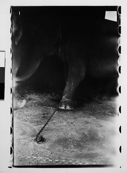 [Thirty-One 35mm Film Frames on Uncut Roll: 4 Views of Circus Storehouse Interior and 24 Studies of Elephants in Ringling Brothers Circus Winter Quarters, Sarasota, Florida, and 3 Test Frames], Walker Evans (American, St. Louis, Missouri 1903–1975 New Haven, Connecticut), Film negative