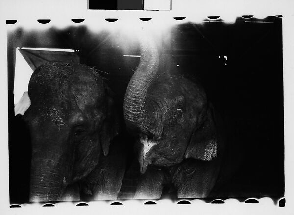[Thirty-One 35mm Film Frames on Uncut Roll: 4 Views of Circus Storehouse Interior and 24 Studies of Elephants in Ringling Brothers Circus Winter Quarters, Sarasota, Florida, and 3 Test Frames], Walker Evans (American, St. Louis, Missouri 1903–1975 New Haven, Connecticut), Film negative