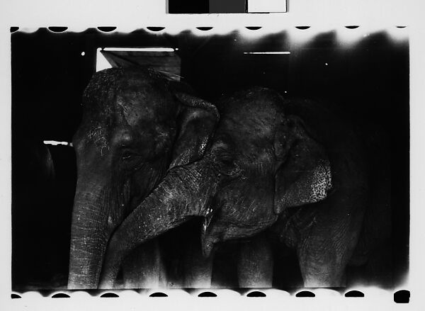 [Thirty-One 35mm Film Frames on Uncut Roll: 4 Views of Circus Storehouse Interior and 24 Studies of Elephants in Ringling Brothers Circus Winter Quarters, Sarasota, Florida, and 3 Test Frames], Walker Evans (American, St. Louis, Missouri 1903–1975 New Haven, Connecticut), Film negative