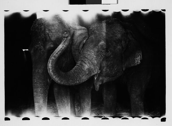 [Thirty-One 35mm Film Frames on Uncut Roll: 4 Views of Circus Storehouse Interior and 24 Studies of Elephants in Ringling Brothers Circus Winter Quarters, Sarasota, Florida, and 3 Test Frames], Walker Evans (American, St. Louis, Missouri 1903–1975 New Haven, Connecticut), Film negative