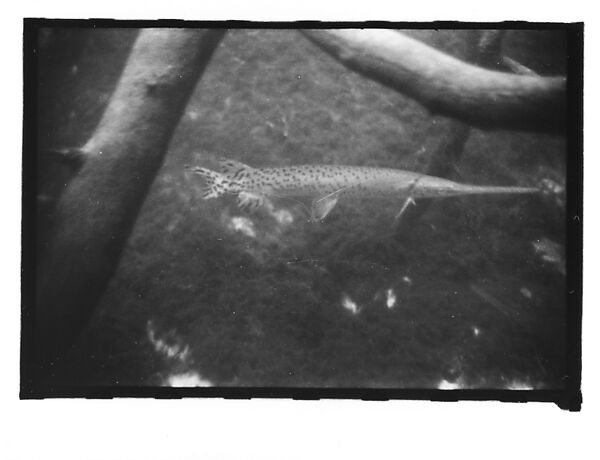 [Twenty-Three 35mm Film Frames on Uncut Roll: 19 Underwater Studies of Fish and Turtles, and 4 Test Frames], Walker Evans (American, St. Louis, Missouri 1903–1975 New Haven, Connecticut), Film negative