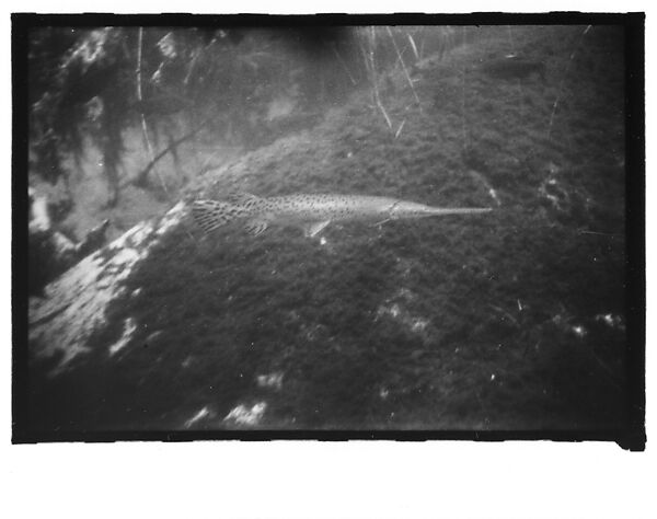 [Twenty-Three 35mm Film Frames on Uncut Roll: 19 Underwater Studies of Fish and Turtles, and 4 Test Frames], Walker Evans (American, St. Louis, Missouri 1903–1975 New Haven, Connecticut), Film negative