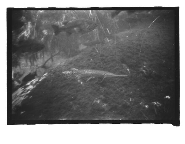 [Twenty-Three 35mm Film Frames on Uncut Roll: 19 Underwater Studies of Fish and Turtles, and 4 Test Frames], Walker Evans (American, St. Louis, Missouri 1903–1975 New Haven, Connecticut), Film negative