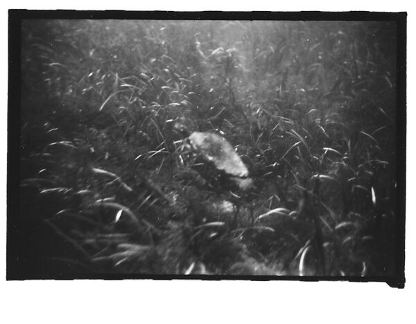 [Twenty-Three 35mm Film Frames on Uncut Roll: 19 Underwater Studies of Fish and Turtles, and 4 Test Frames], Walker Evans (American, St. Louis, Missouri 1903–1975 New Haven, Connecticut), Film negative
