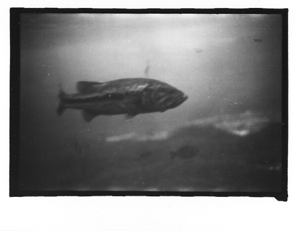 [Twenty-Three 35mm Film Frames on Uncut Roll: 19 Underwater Studies of Fish and Turtles, and 4 Test Frames], Walker Evans (American, St. Louis, Missouri 1903–1975 New Haven, Connecticut), Film negative