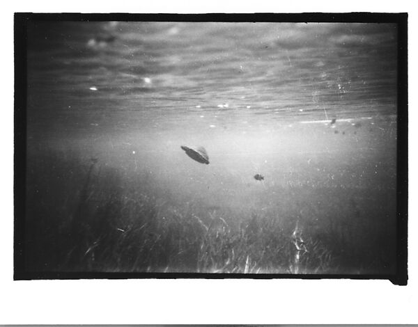 [Twenty-Three 35mm Film Frames on Uncut Roll: 19 Underwater Studies of Fish and Turtles, and 4 Test Frames], Walker Evans (American, St. Louis, Missouri 1903–1975 New Haven, Connecticut), Film negative