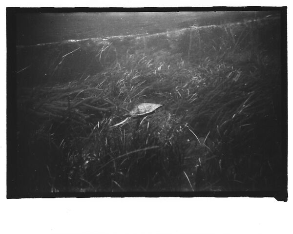 [Twenty-Three 35mm Film Frames on Uncut Roll: 19 Underwater Studies of Fish and Turtles, and 4 Test Frames], Walker Evans (American, St. Louis, Missouri 1903–1975 New Haven, Connecticut), Film negative