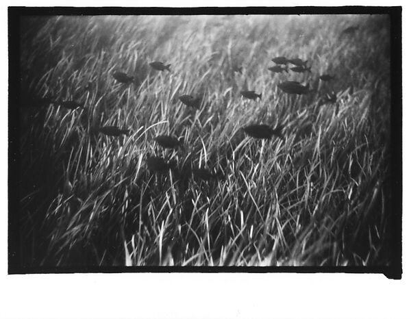 [Twenty-Three 35mm Film Frames on Uncut Roll: 19 Underwater Studies of Fish and Turtles, and 4 Test Frames], Walker Evans (American, St. Louis, Missouri 1903–1975 New Haven, Connecticut), Film negative