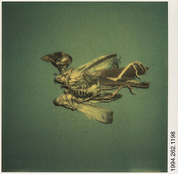 [Bird Skeleton], Walker Evans (American, St. Louis, Missouri 1903–1975 New Haven, Connecticut), Instant internal dye diffusion transfer print (Polaroid SX-70) 