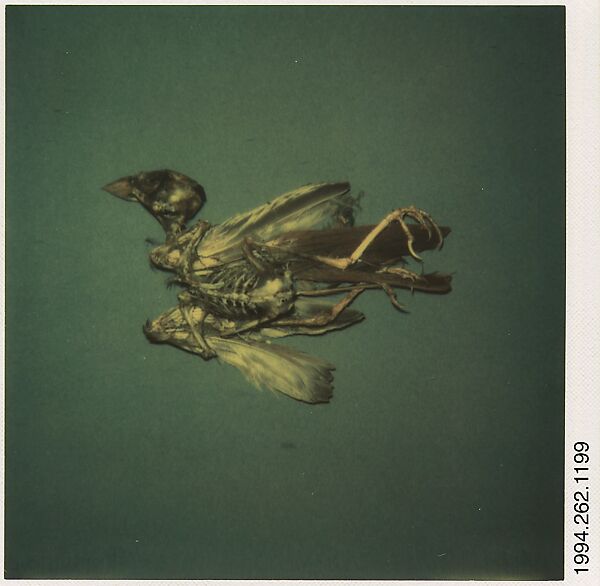 [Bird Skeleton], Walker Evans (American, St. Louis, Missouri 1903–1975 New Haven, Connecticut), Instant internal dye diffusion transfer print (Polaroid SX-70) 