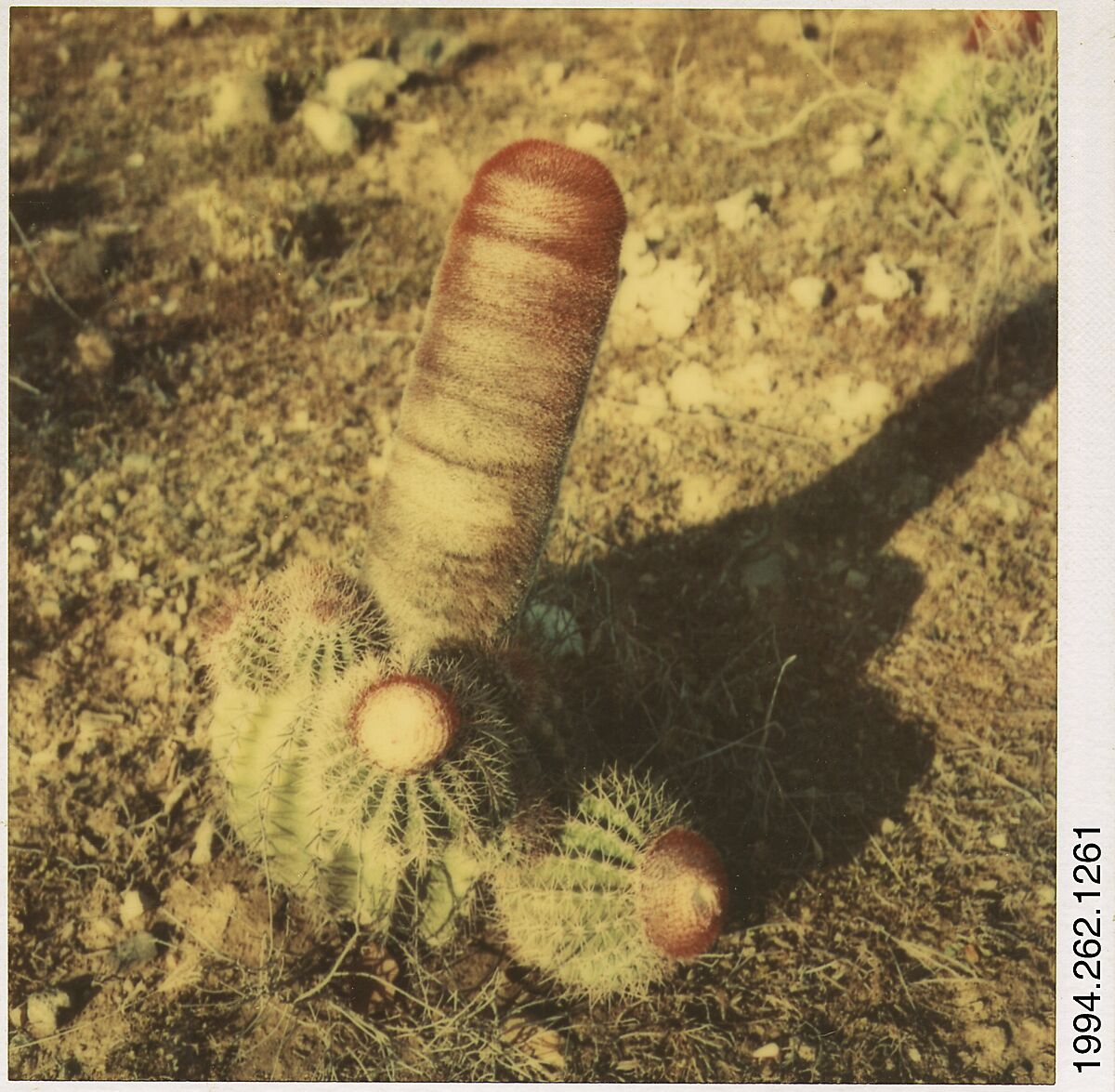 [Cactus], Walker Evans (American, St. Louis, Missouri 1903–1975 New Haven, Connecticut), Instant internal dye diffusion transfer print (Polaroid SX-70) 