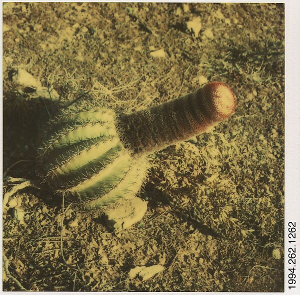 [Cactus], Walker Evans (American, St. Louis, Missouri 1903–1975 New Haven, Connecticut), Instant internal dye diffusion transfer print (Polaroid SX-70) 