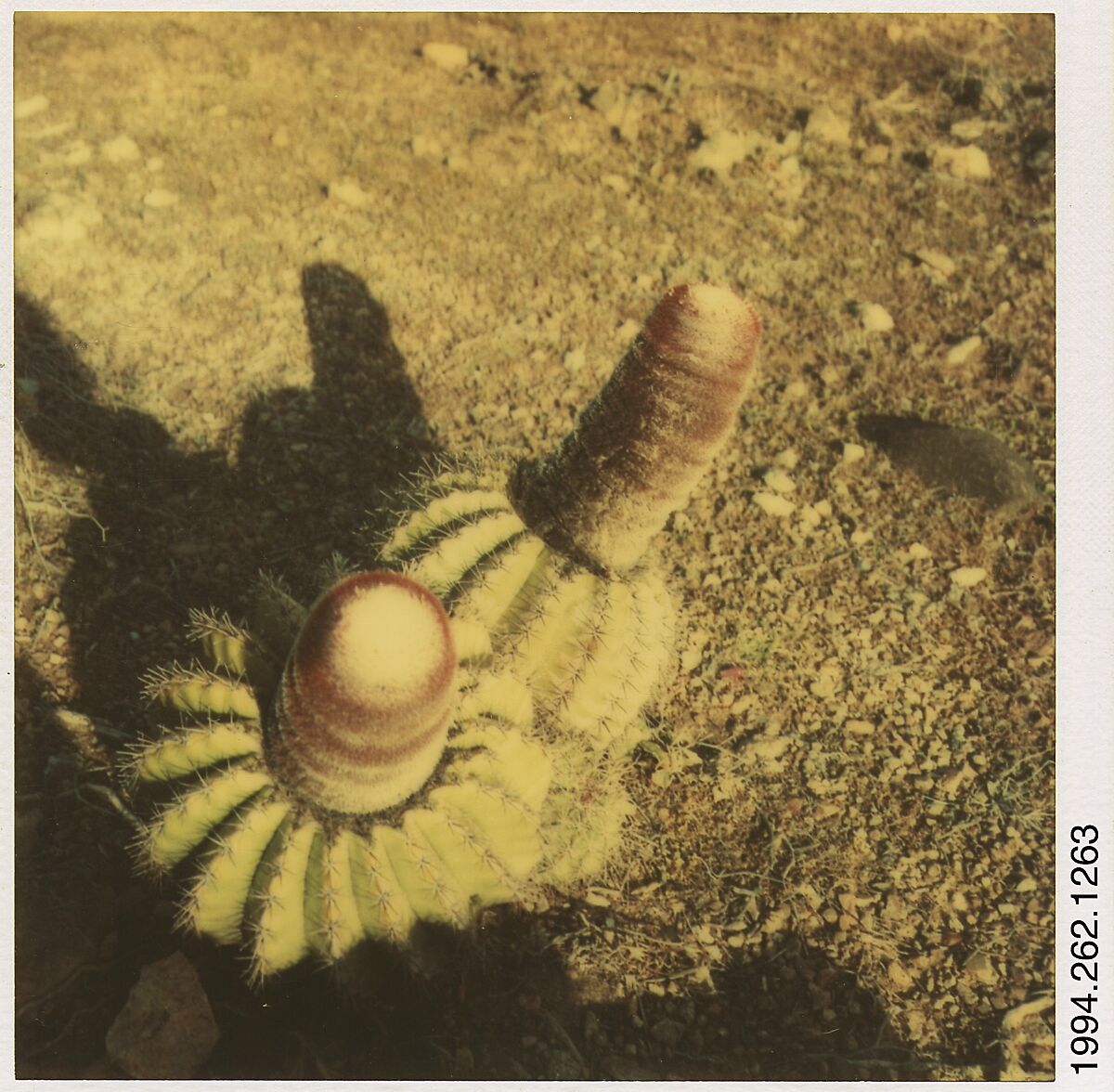 [Cactus], Walker Evans (American, St. Louis, Missouri 1903–1975 New Haven, Connecticut), Instant internal dye diffusion transfer print (Polaroid SX-70) 