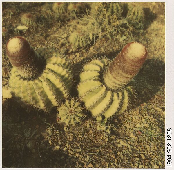 [Two Cacti], Walker Evans (American, St. Louis, Missouri 1903–1975 New Haven, Connecticut), Instant internal dye diffusion transfer print (Polaroid SX-70) 