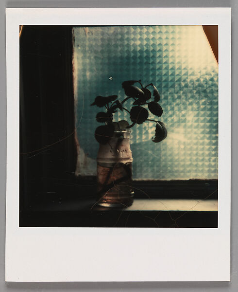 [Rooting Plant in Jar on Windowsill], Walker Evans (American, St. Louis, Missouri 1903–1975 New Haven, Connecticut), Instant internal dye diffusion transfer print (Polaroid SX-70) 