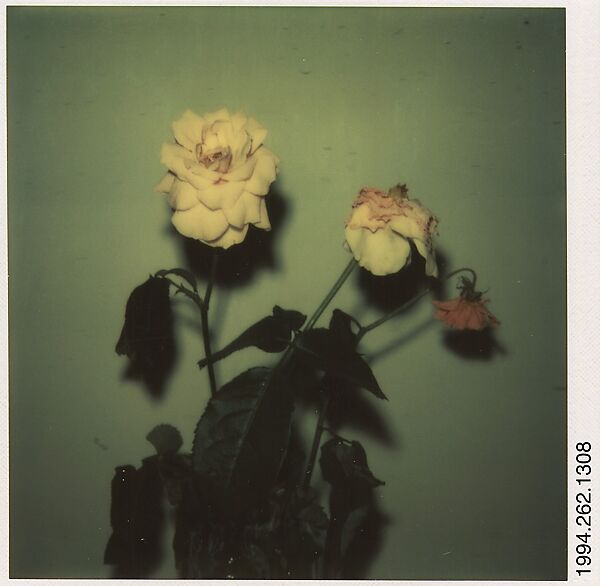 Walker Evans | [Cut Roses] | The Met
