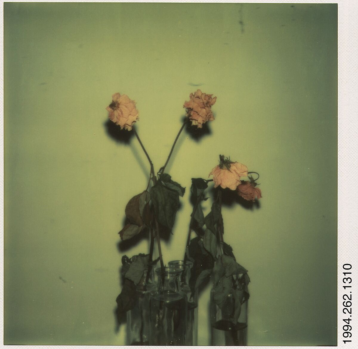 [Dead Roses], Walker Evans (American, St. Louis, Missouri 1903–1975 New Haven, Connecticut), Instant internal dye diffusion transfer print (Polaroid SX-70) 