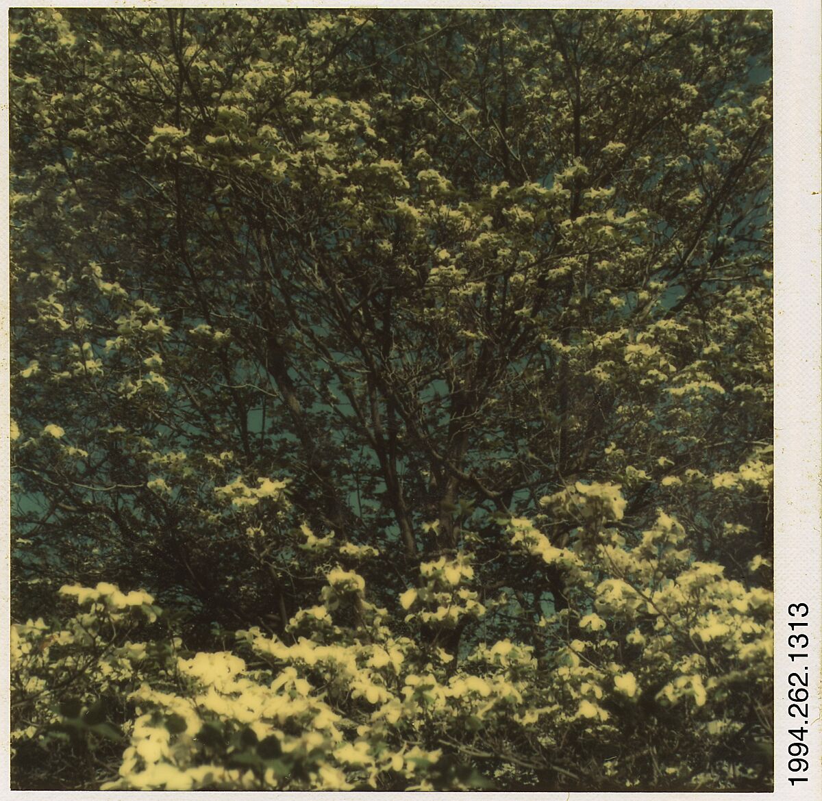 [Flowering Trees], Walker Evans (American, St. Louis, Missouri 1903–1975 New Haven, Connecticut), Instant internal dye diffusion transfer print (Polaroid SX-70) 