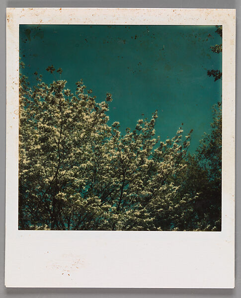 [Flowering Trees], Walker Evans (American, St. Louis, Missouri 1903–1975 New Haven, Connecticut), Instant internal dye diffusion transfer print (Polaroid SX-70) 