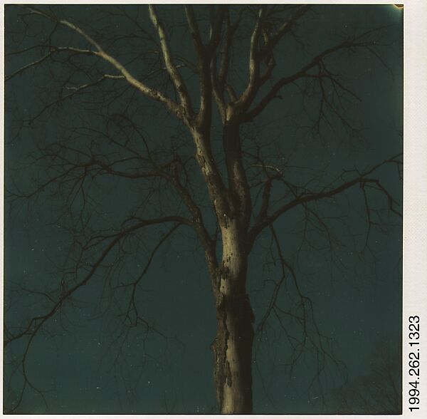 [Tree Branches in Winter], Walker Evans (American, St. Louis, Missouri 1903–1975 New Haven, Connecticut), Instant internal dye diffusion transfer print (Polaroid SX-70) 