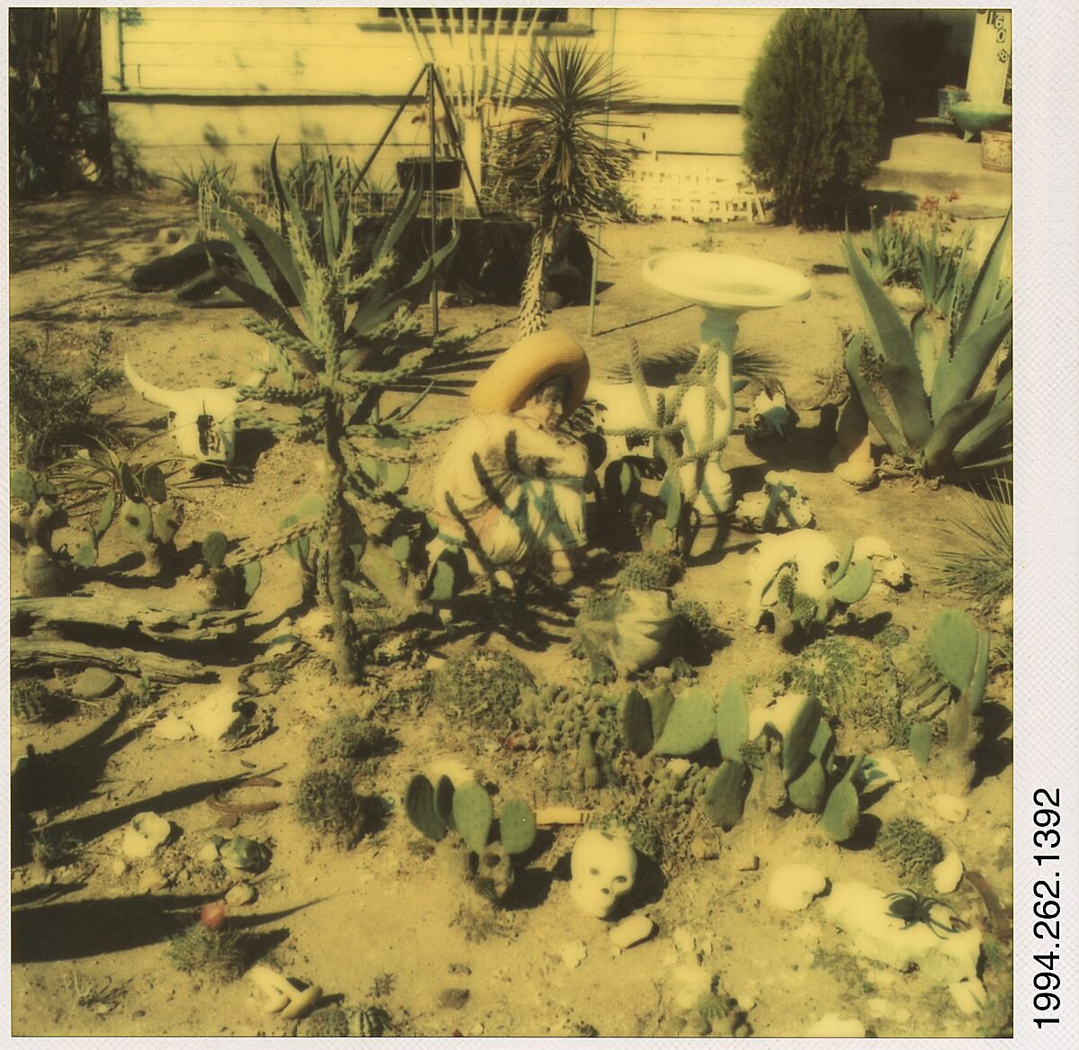 [Cactus], Walker Evans (American, St. Louis, Missouri 1903–1975 New Haven, Connecticut), Instant internal dye diffusion transfer print (Polaroid SX-70) 