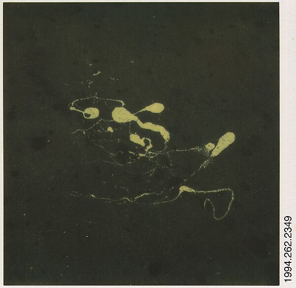 [Paint Splatterings on Street], Walker Evans (American, St. Louis, Missouri 1903–1975 New Haven, Connecticut), Instant internal dye diffusion transfer print (Polaroid SX-70) 