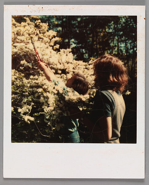 [Jerry Thompson and Jane Corrigan Pruning a Tree], Walker Evans (American, St. Louis, Missouri 1903–1975 New Haven, Connecticut), Instant internal dye diffusion transfer print (Polaroid SX-70) 