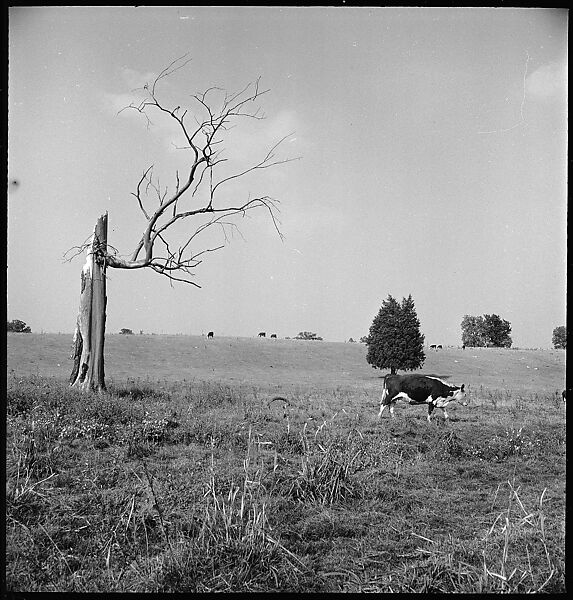 [151 Views of Rural and Suburban Illinois, Including: Farmlands and Architecture, Graveyards, Galena Scenes, Portraits of Suzette Morton Hamill, and Glencoe House, Lake Forest], Walker Evans (American, St. Louis, Missouri 1903–1975 New Haven, Connecticut), Film negative