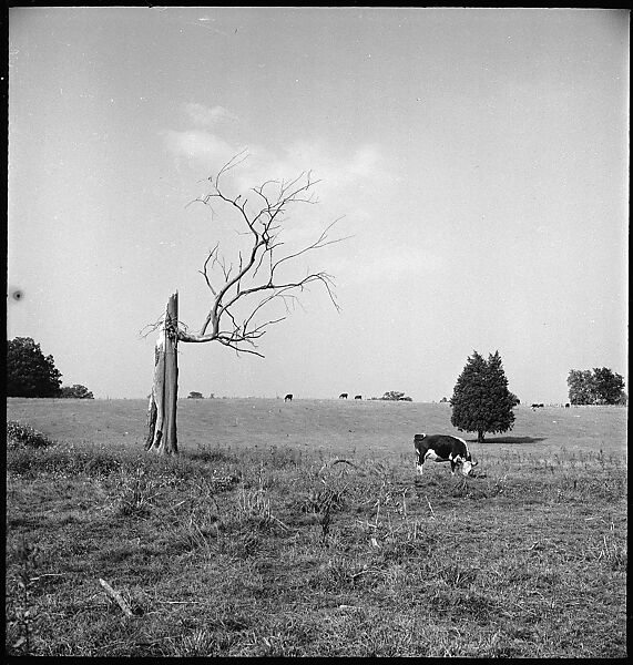 [151 Views of Rural and Suburban Illinois, Including: Farmlands and Architecture, Graveyards, Galena Scenes, Portraits of Suzette Morton Hamill, and Glencoe House, Lake Forest], Walker Evans (American, St. Louis, Missouri 1903–1975 New Haven, Connecticut), Film negative
