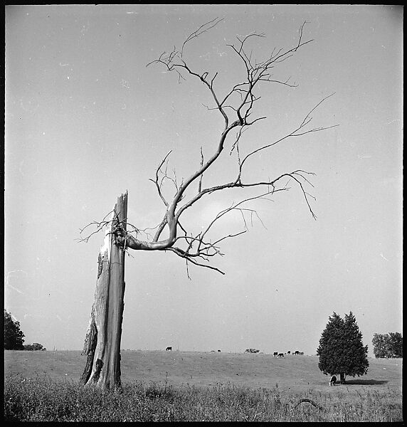 [151 Views of Rural and Suburban Illinois, Including: Farmlands and Architecture, Graveyards, Galena Scenes, Portraits of Suzette Morton Hamill, and Glencoe House, Lake Forest], Walker Evans (American, St. Louis, Missouri 1903–1975 New Haven, Connecticut), Film negative