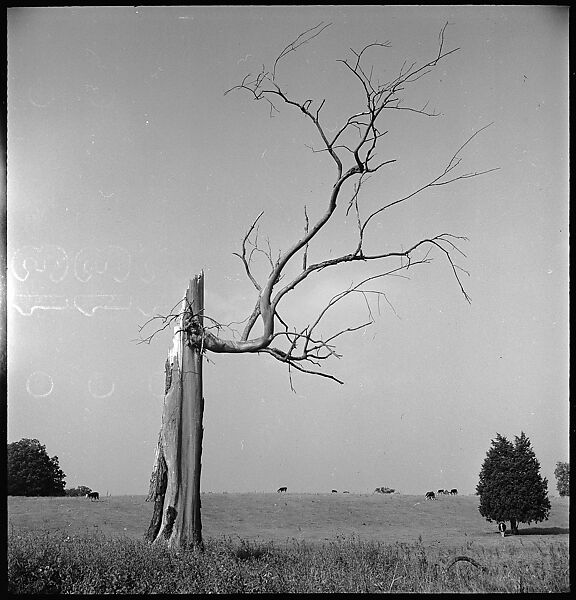 [151 Views of Rural and Suburban Illinois, Including: Farmlands and Architecture, Graveyards, Galena Scenes, Portraits of Suzette Morton Hamill, and Glencoe House, Lake Forest], Walker Evans (American, St. Louis, Missouri 1903–1975 New Haven, Connecticut), Film negative