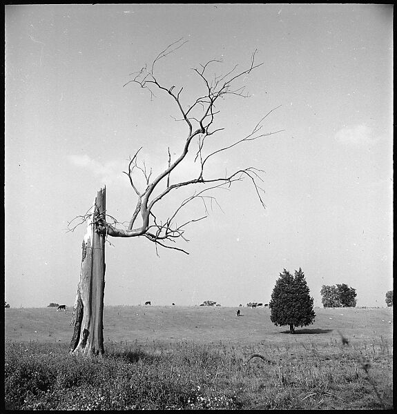 [151 Views of Rural and Suburban Illinois, Including: Farmlands and Architecture, Graveyards, Galena Scenes, Portraits of Suzette Morton Hamill, and Glencoe House, Lake Forest], Walker Evans (American, St. Louis, Missouri 1903–1975 New Haven, Connecticut), Film negative