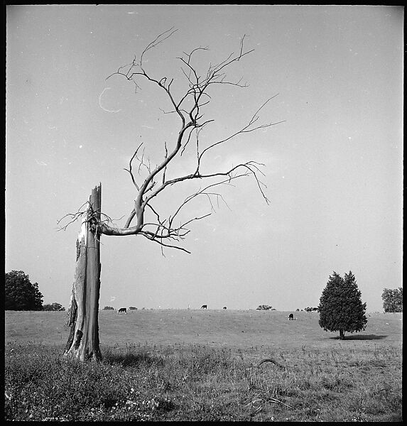 [151 Views of Rural and Suburban Illinois, Including: Farmlands and Architecture, Graveyards, Galena Scenes, Portraits of Suzette Morton Hamill, and Glencoe House, Lake Forest], Walker Evans (American, St. Louis, Missouri 1903–1975 New Haven, Connecticut), Film negative
