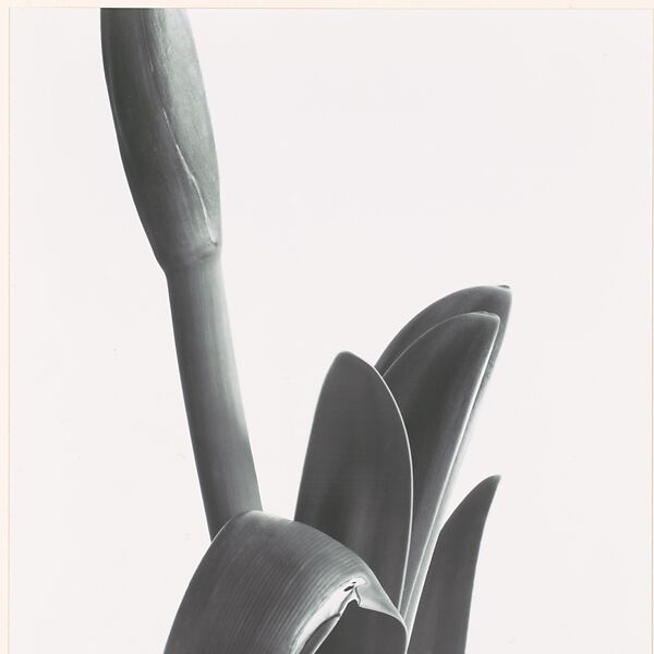 Amaryllis, Imogen Cunningham (American, Portland, Oregon 1883–1976 San Francisco, California), Gelatin silver print 
