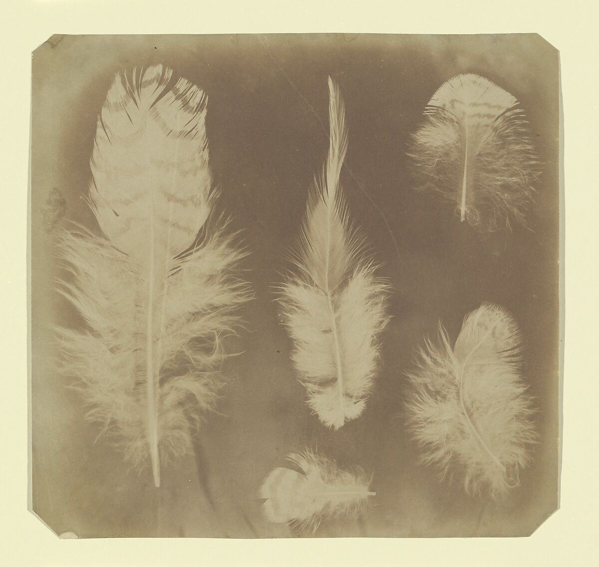 [Chicken Feathers], Nevil Story Maskelyne (British, 1823–1911), Salted paper print 