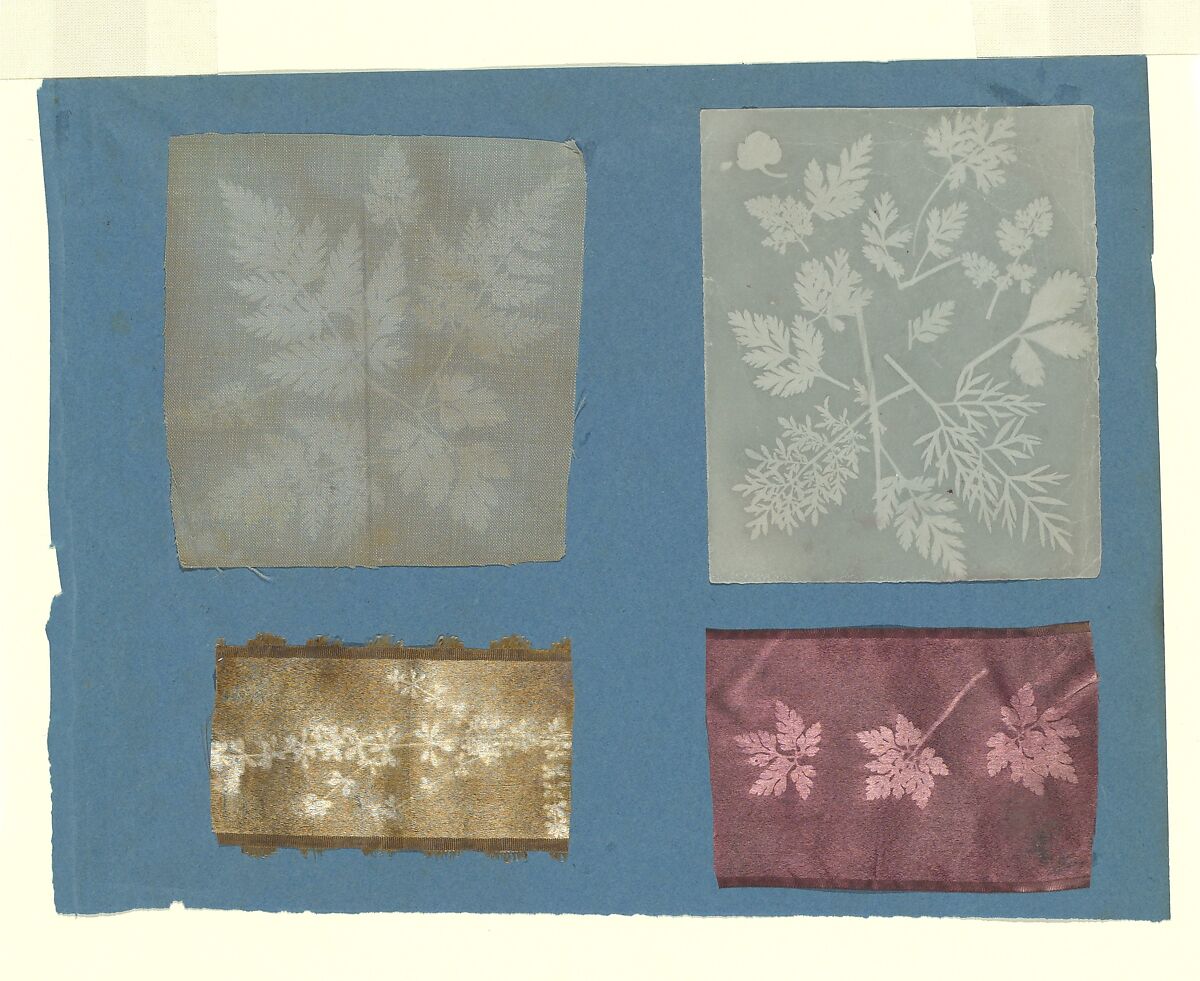 [Botanical Specimens], Attributed to Robert Hunt (British, 1807–1887), Salted paper and fabric prints 