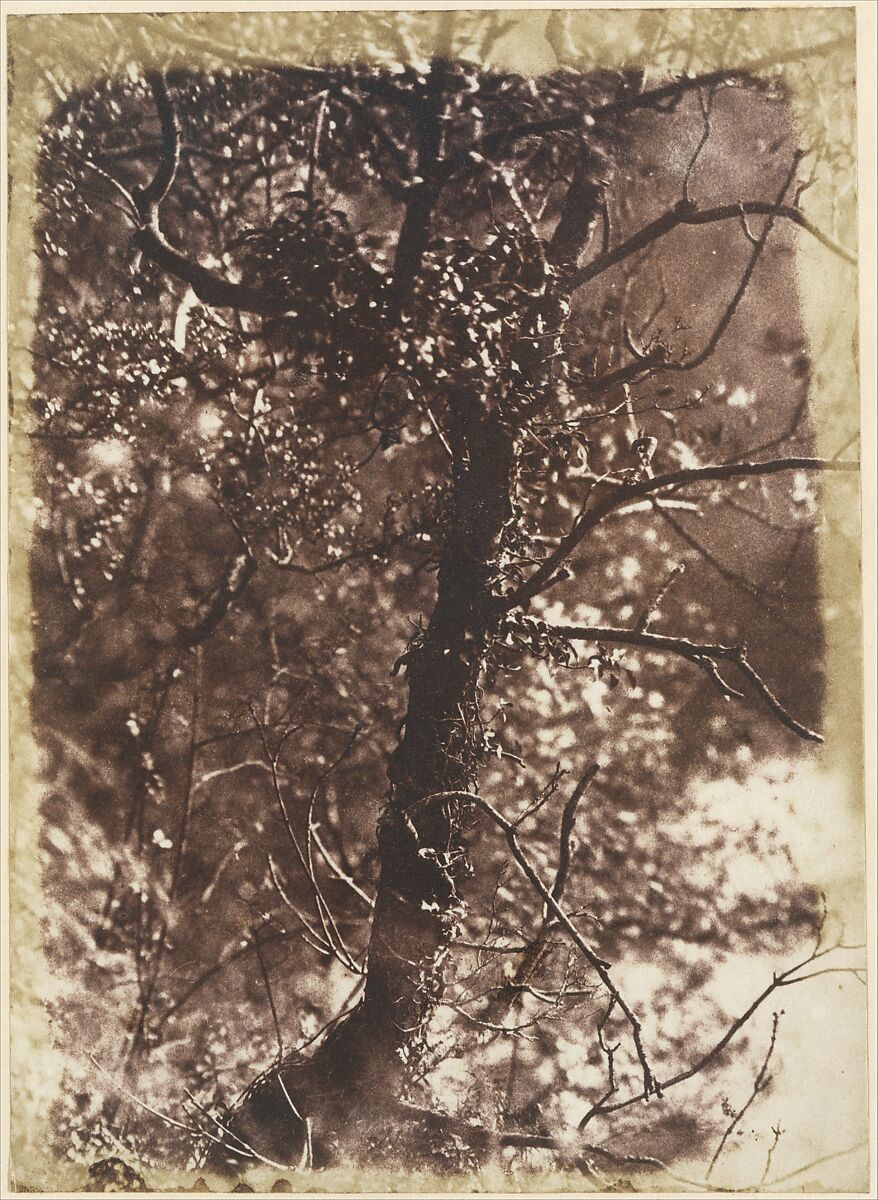 The Fairy Tree at Colinton, Hill and Adamson  British, Scottish, Salted paper print from paper negative